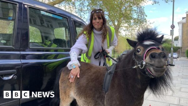 ‘He’s a life saver’: The miniature therapy horse that travels by taxi