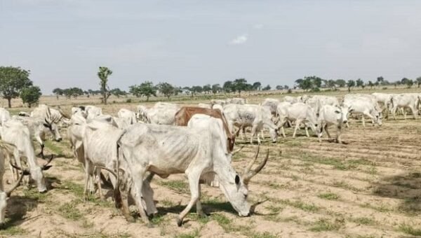 Police Rescue Three Kidnapped Herders, Recover 245 Rustled Cattle In Kaduna