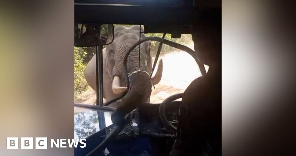Watch: Elephant smashes through bus windscreen during attack