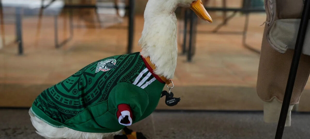 How Merlin the duck became Mexico’s viral World Cup ‘mascot’