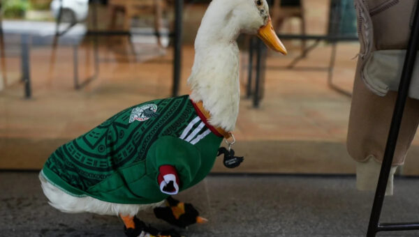 How Merlin the duck became Mexico’s viral World Cup ‘mascot’