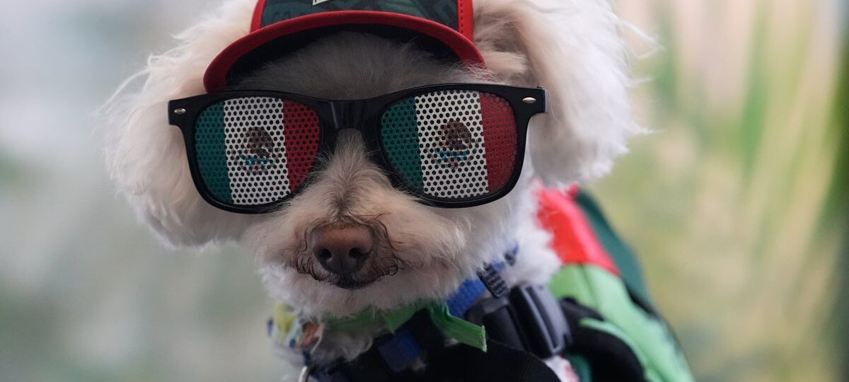 This bicycle-riding rescue pup just became the World Cup’s cutest star