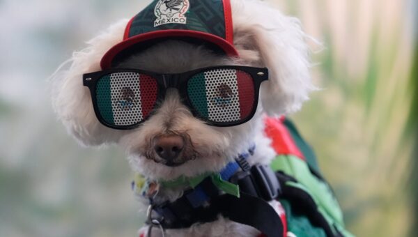 This bicycle-riding rescue pup just became the World Cup’s cutest star