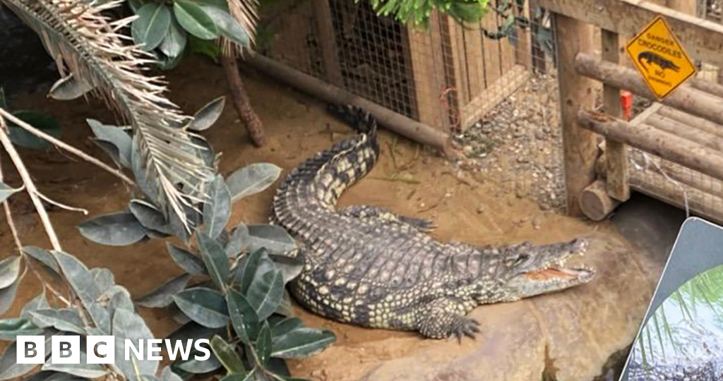 Man bailed after boy, 3, attacked by crocodile at zoo