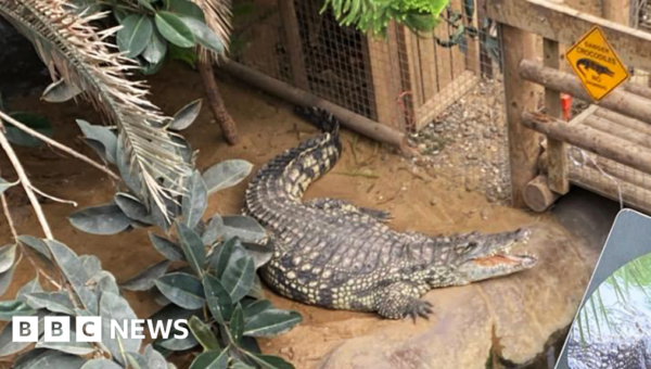 Man bailed after boy, 3, attacked by crocodile at zoo
