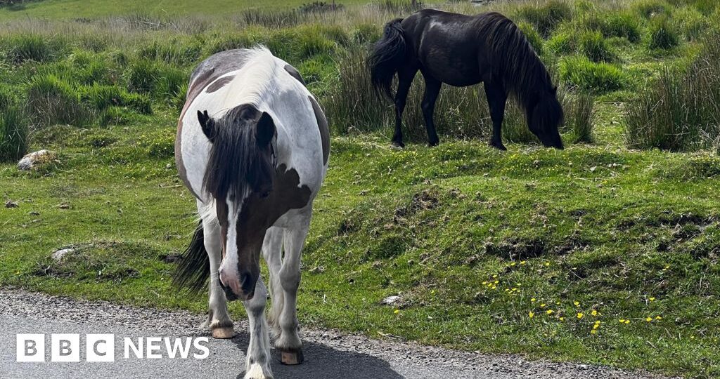 Row over potential cull of Dartmoor hill ponies