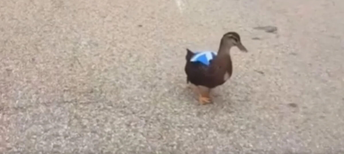 A Duck Wearing a Scotland Flag Became the Tartan Army’s Most Unexpected World Cup Recruit