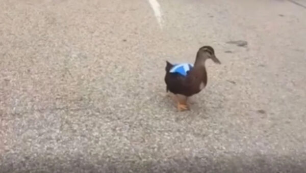 A Duck Wearing a Scotland Flag Became the Tartan Army’s Most Unexpected World Cup Recruit