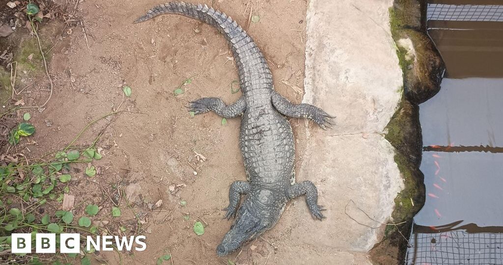 Child attacked by crocodile critical two days on: Here's what we know so far