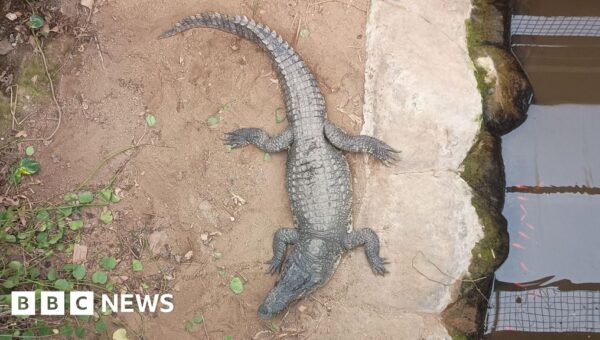 Child attacked by crocodile critical two days on: Here’s what we know so far