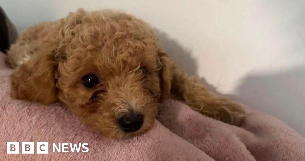 Dog owner claims groomer sliced pet's nipple and superglued it back together