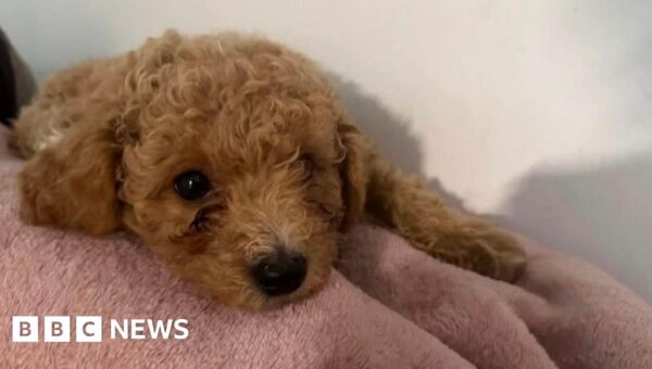 Dog owner claims groomer sliced pet’s nipple and superglued it back together