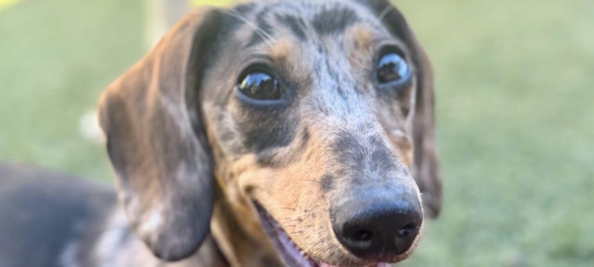 New AI-powered puppy KPIs: Key Potty Indicators