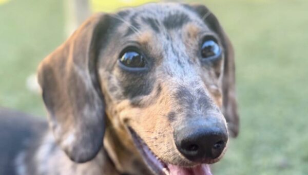 New AI-powered puppy KPIs: Key Potty Indicators