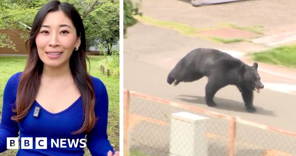 'Extremely intelligent' bear on the run in Japan after injuring four people