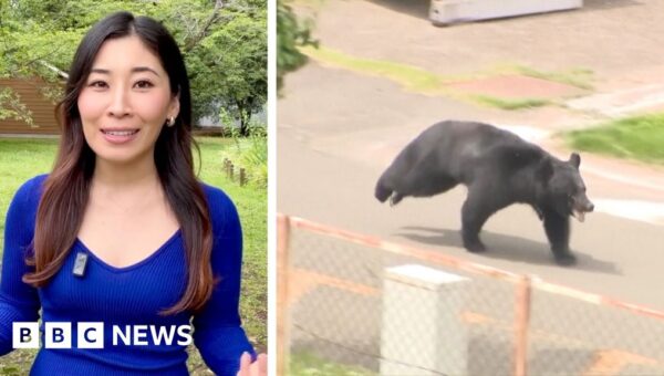 ‘Extremely intelligent’ bear on the run in Japan after injuring four people