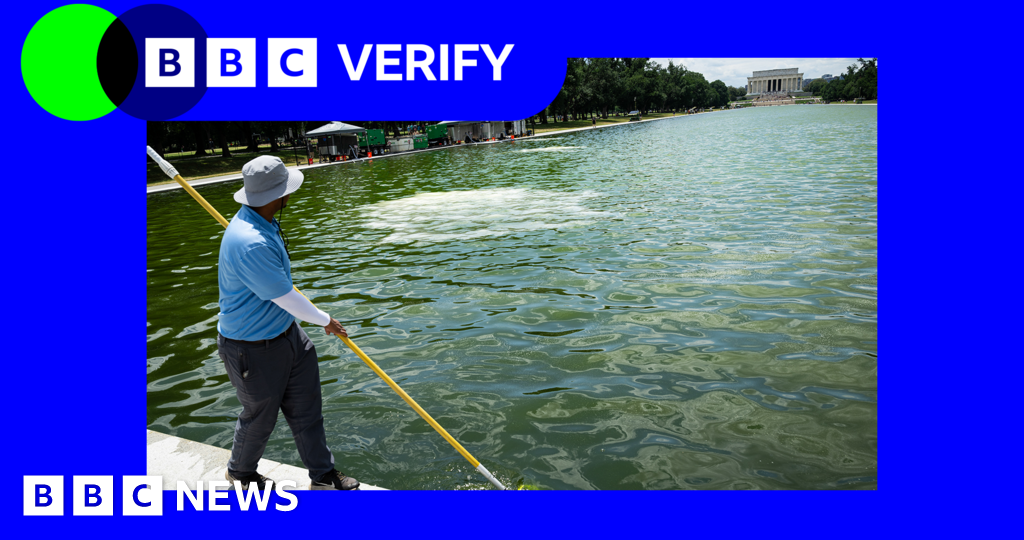 Why is newly renovated Reflecting Pool in Washington DC full of algae?