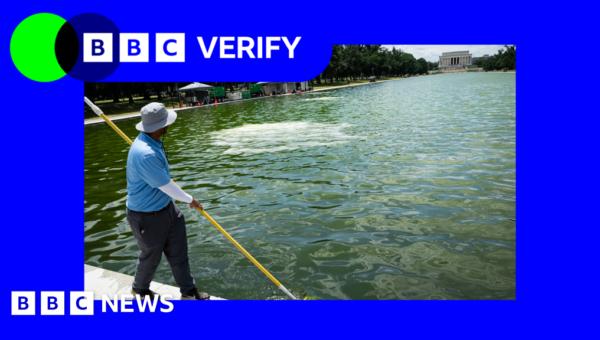 Why is newly renovated Reflecting Pool in Washington DC full of algae?