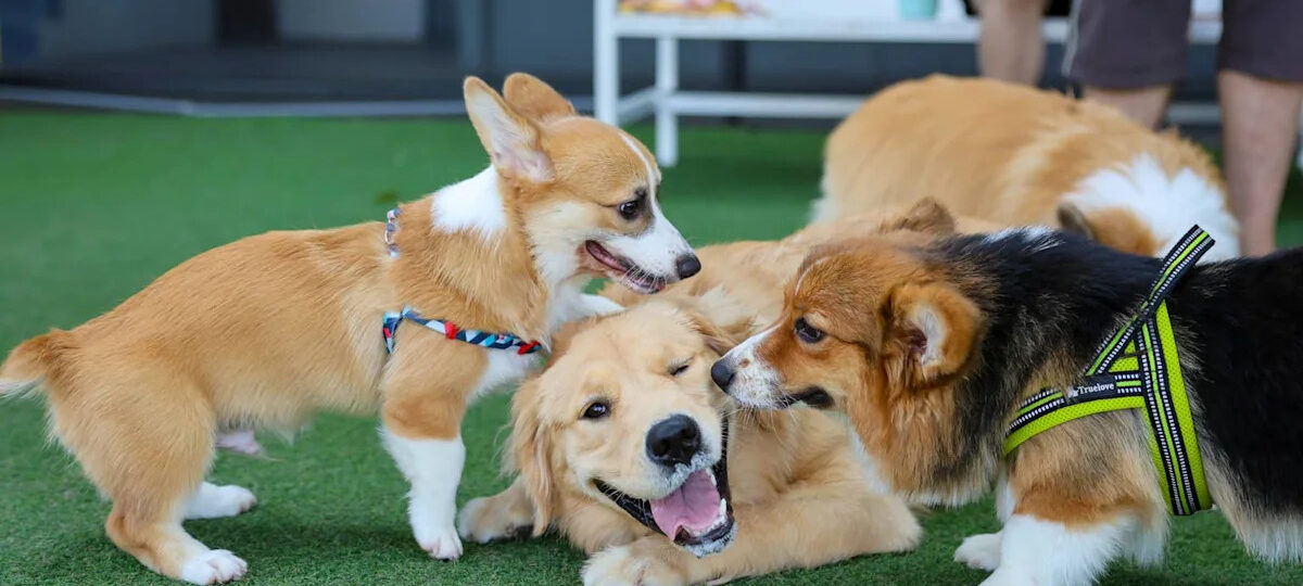 The NHL's Stanley Pup Just Aired—and Only 1 of the 32 Rescue Dogs Is Still Available to Adopt