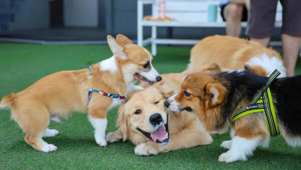 The NHL's Stanley Pup Just Aired—and Only 1 of the 32 Rescue Dogs Is Still Available to Adopt