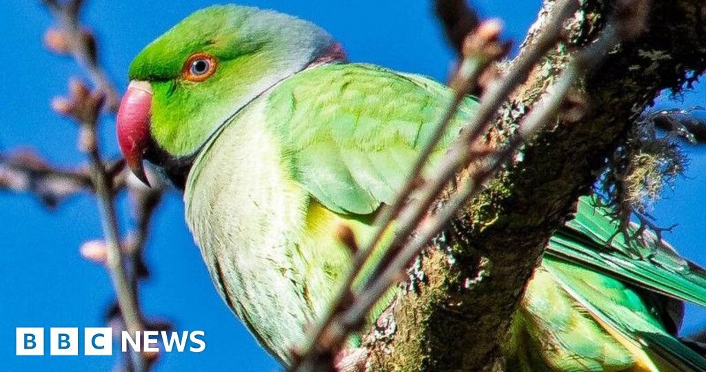 'He's causing havoc': Parrot loose in Inverness blamed for damage to cars