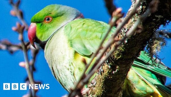 ‘He’s causing havoc’: Parrot loose in Inverness blamed for damage to cars