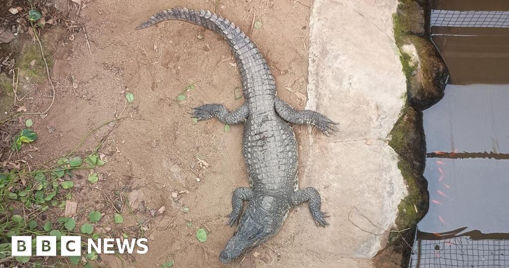 Wowcher sorry for ‘unacceptable’ crocodile attack email