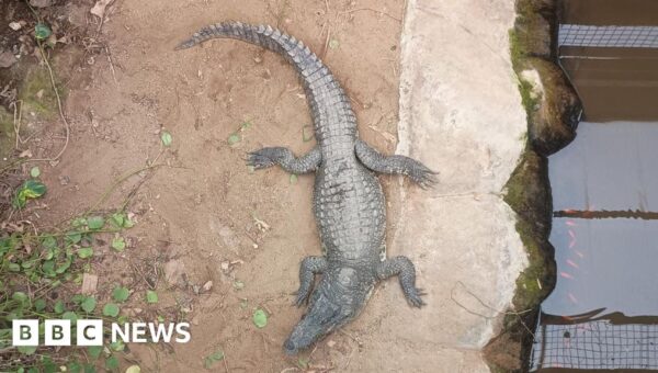 Wowcher sorry for ‘unacceptable’ crocodile attack email