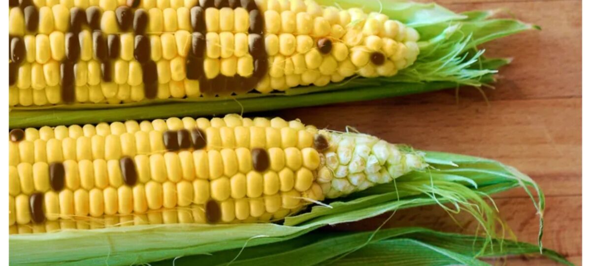 GMO foods spread cancer, other diseases in Nigeria – Stakeholders send message FG