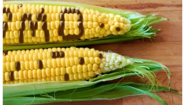 GMO foods spread cancer, other diseases in Nigeria – Stakeholders send message FG