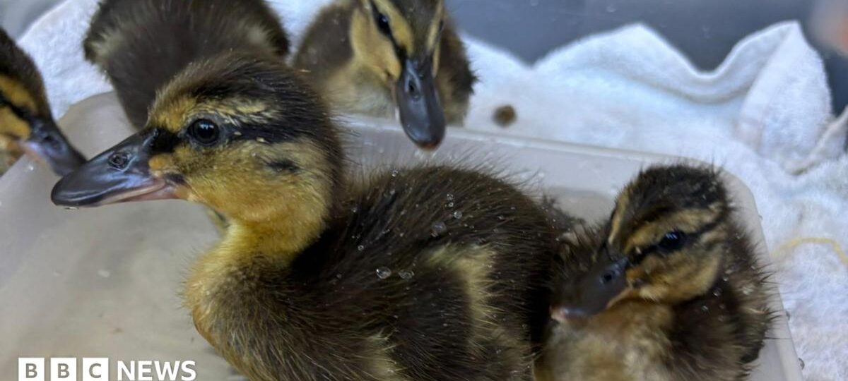 Rescued sewage work eggs hatch into five ducklings