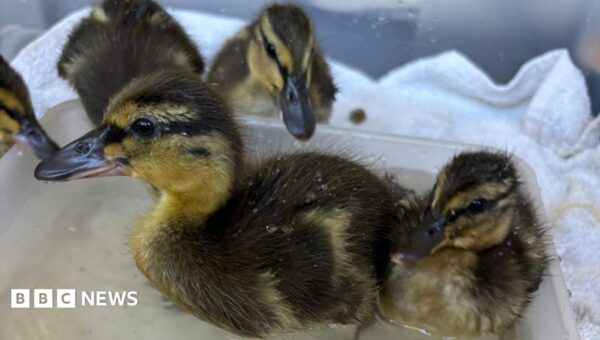 Rescued sewage work eggs hatch into five ducklings