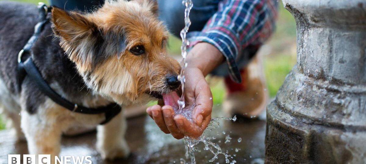 How to keep dogs and other pets cool