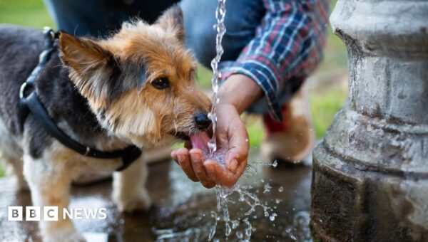 How to keep dogs and other pets cool