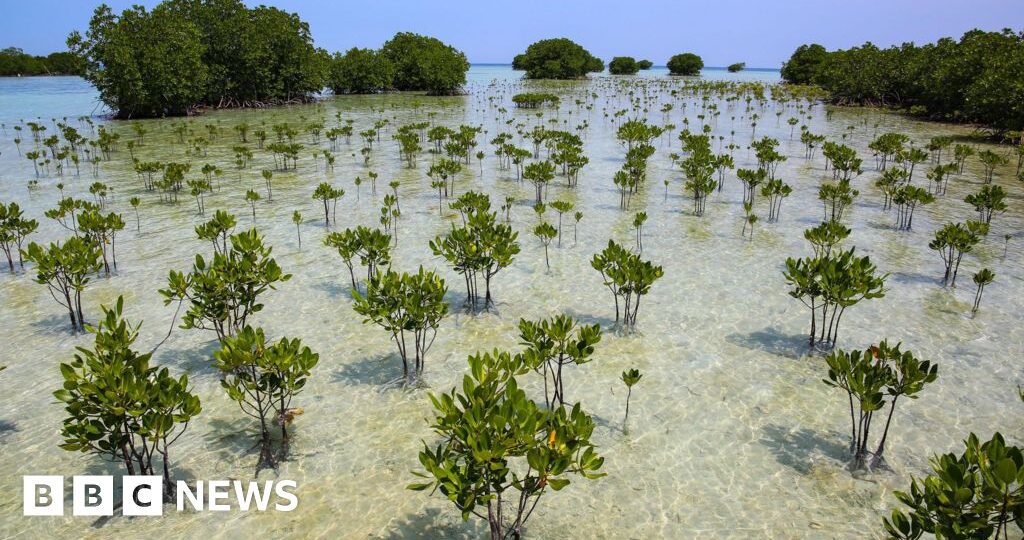 Mangrove forests are healing after decades of human destruction