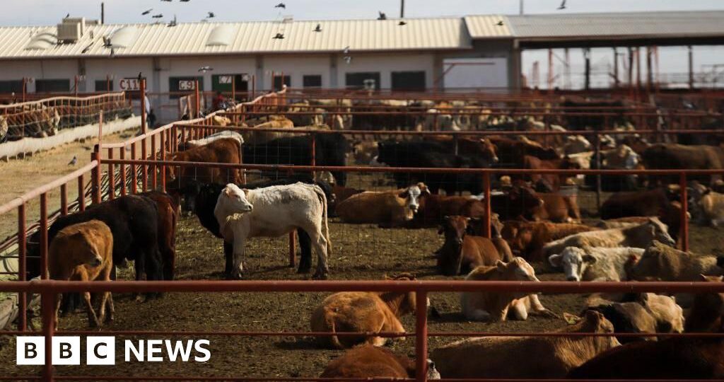 Canada bans Texas cattle over flesh-eating screwworm outbreak in US