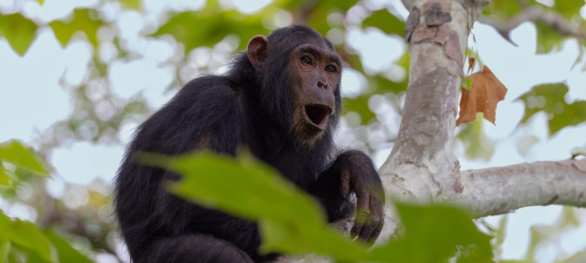 The Jane Goodall Institute has handwritten notes on 5 generations of chimps. AI is helping to preserve them.
