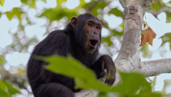 The Jane Goodall Institute has handwritten notes on 5 generations of chimps. AI is helping to preserve them.