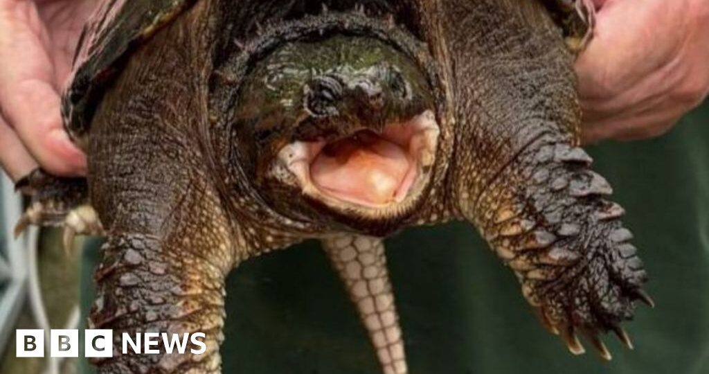 American snapping turtle with bite 'like a car door' found at Welsh beauty spot