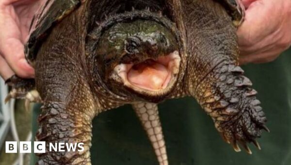 American snapping turtle with bite ‘like a car door’ found at Welsh beauty spot