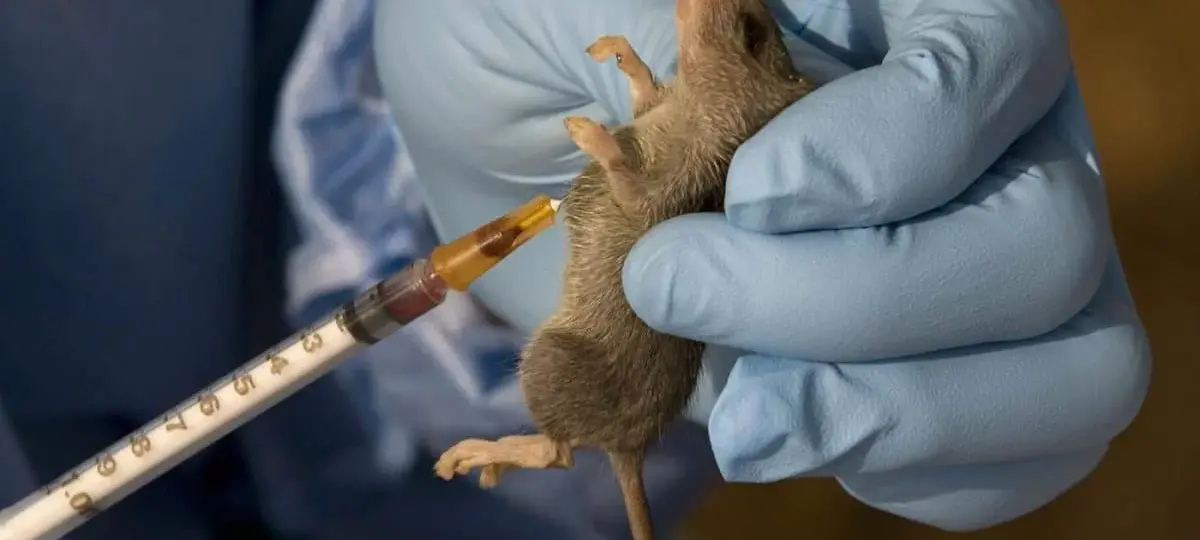 NCDC reports rising Lassa fever death rate, 214 fatalities recorded in 2026