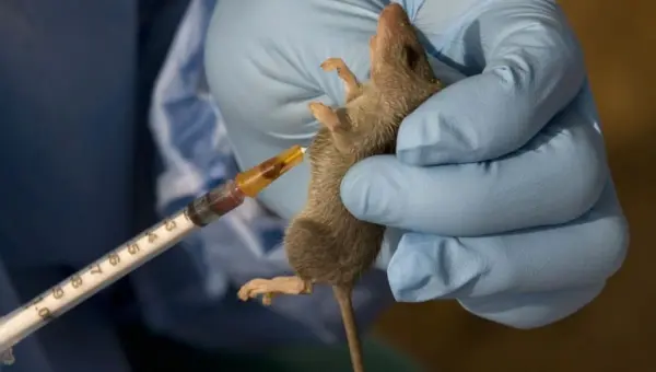 NCDC reports rising Lassa fever death rate, 214 fatalities recorded in 2026