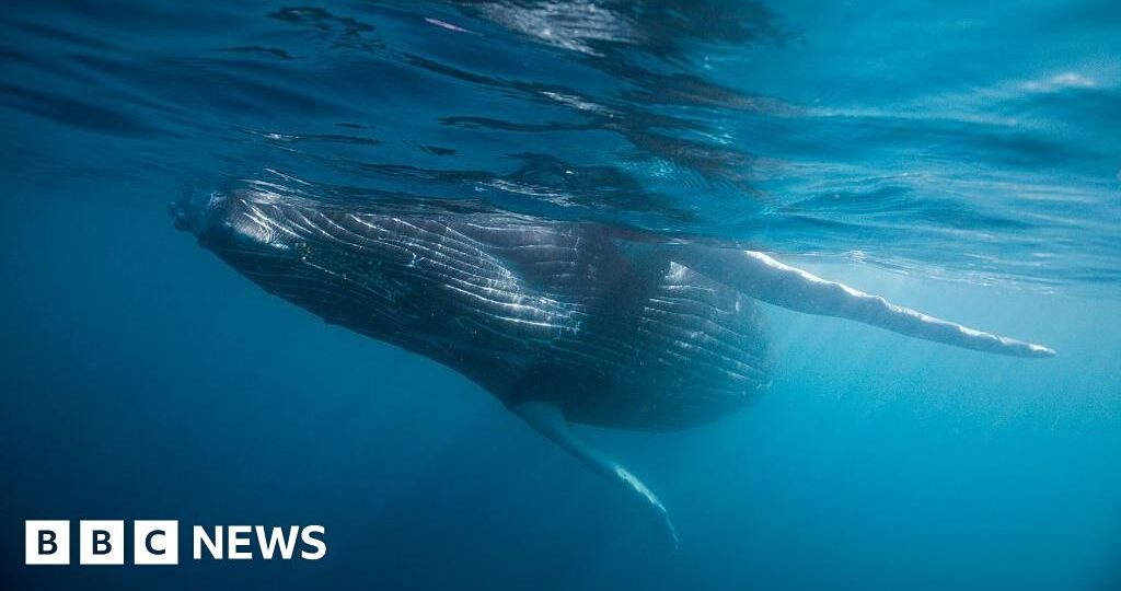Whale graveyard dating back five million years discovered