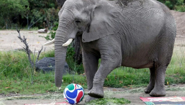 'It's clear who won!': Mexican zoo residents hedge World Cup bets