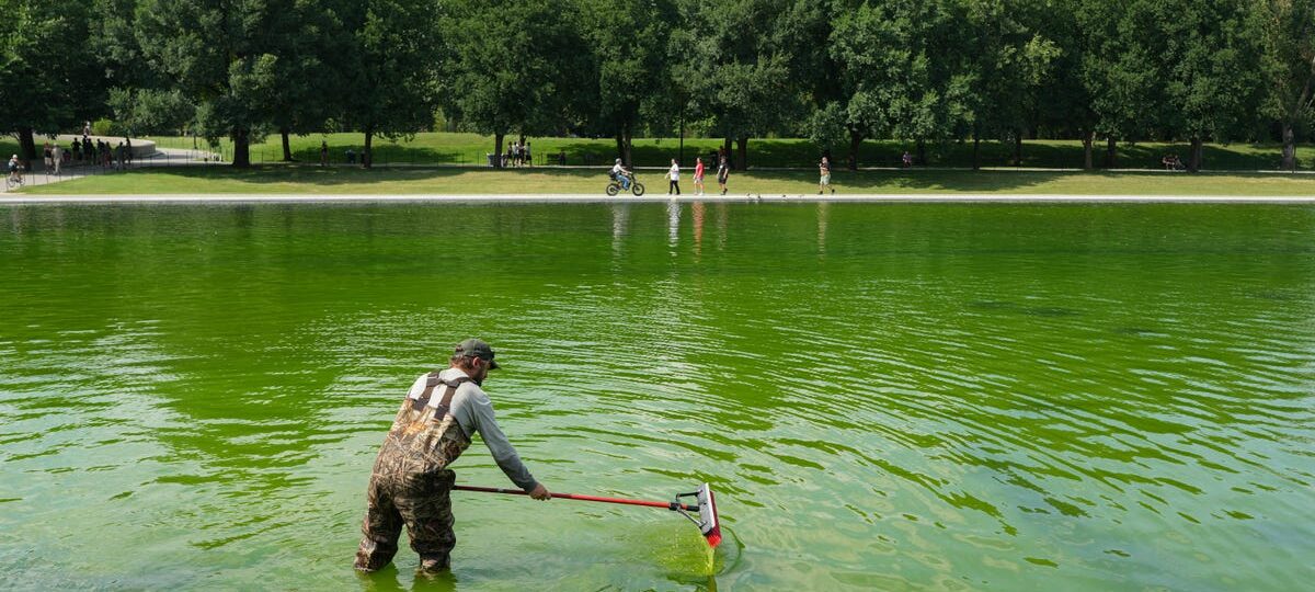 Algae has turned the Lincoln Memorial Reflecting Pool green again, days after its $14.8 million makeover. Take a look.
