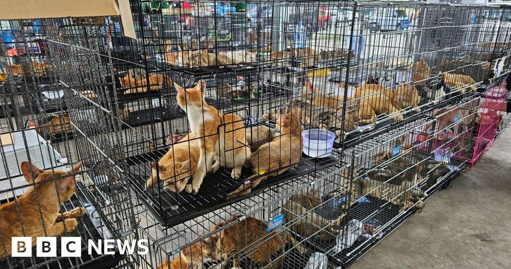 Hundreds of cats stolen for food in Vietnam rescued by police, welfare group says