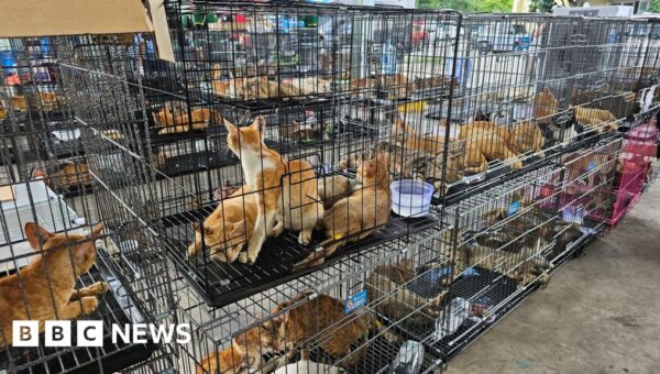 Hundreds of cats stolen for food in Vietnam rescued by police, welfare group says
