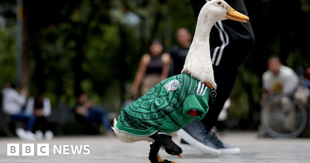 Meet Merlin the Duck: Mexico's World Cup 'ambassador'