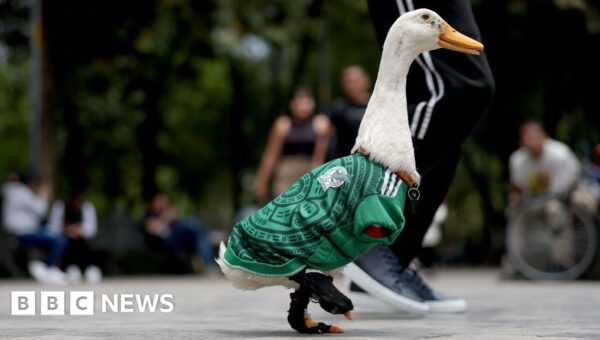 Meet Merlin the Duck: Mexico’s World Cup ‘ambassador’