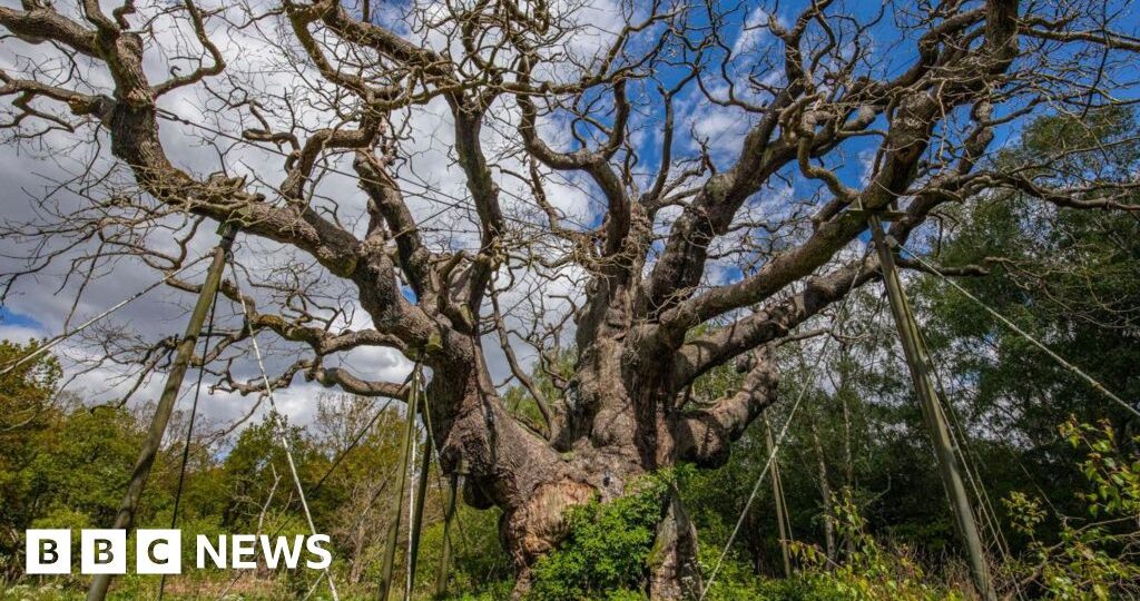 Ancient 'Robin Hood' tree is dead, experts say